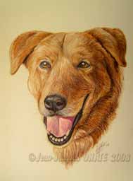 Zora chien croise berger roux 18 x 24 cm dessine aux crayons de couleur